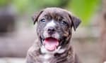 Pitbull Puppy Price In India – Top Cities