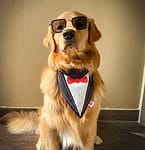 Valentine Gift for your loved Pet