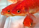 Best Medicine for Fish White Spot Disease