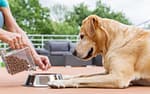 Hypoallergenic Dog Food – What You Need to Know