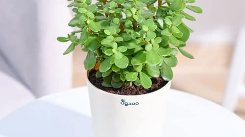Ugaoo Good Luck Jade Plant with Self Watering Pot