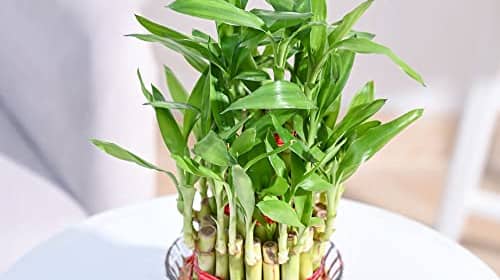 Ugaoo Lucky Bamboo 3 Layer Feng Shui Plant (green color)