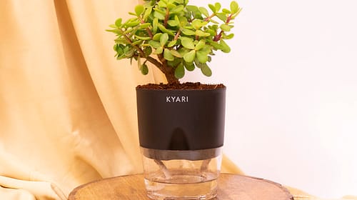 KYARI Good Luck Jade Plant Crassula Ovata Live Indoor Plants with Black Self Watering Pot, Best for Living Room, Kitchen, Bedroom, & Office Table