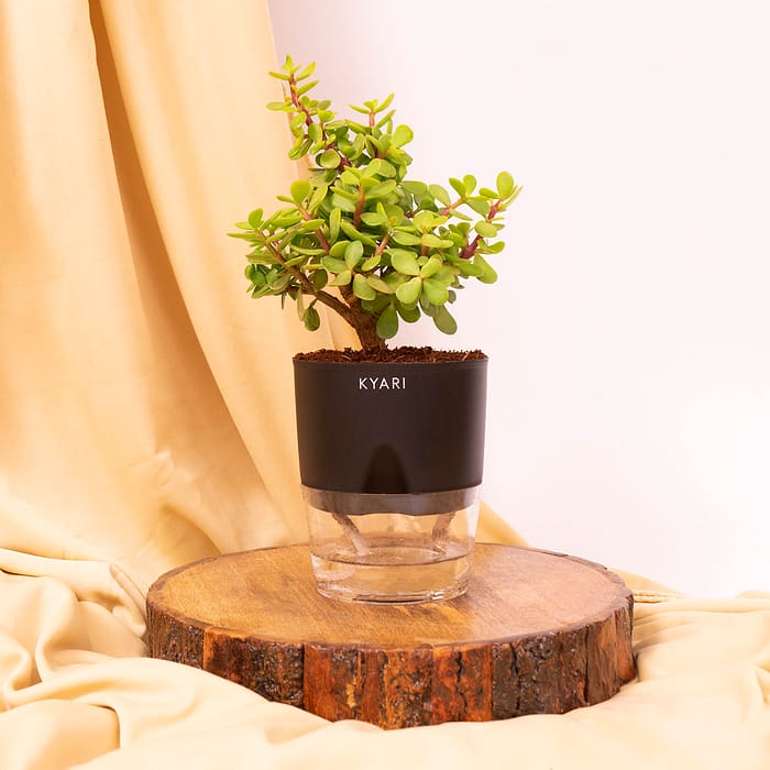 KYARI Good Luck Jade Plant Crassula Ovata Live Indoor Plants with Black Self Watering Pot, Best for Living Room, Kitchen, Bedroom, & Office Table